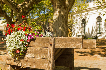 Floral detail, wheelbarrow with flowers, in the streets of the colonial town of Colonia de Sacramento, Uruguay