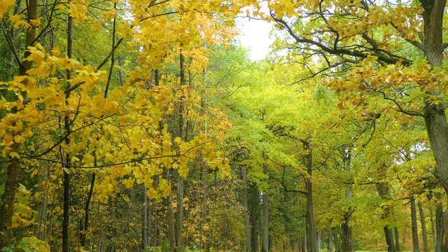 Colorful romantic autumn trees in a park