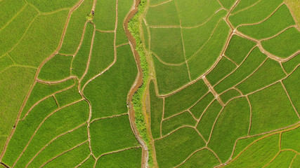 The beautiful landscape of rice fields in Thailand. 