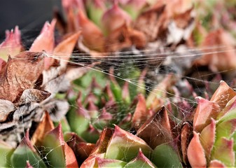 Spinnennetz