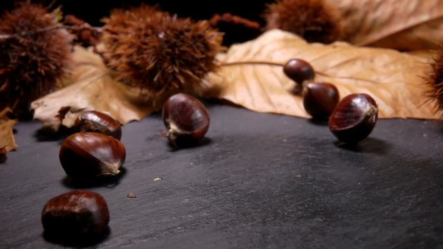 Close up of raw fresh chestnuts falling on black surface on the background of chestnut leafes and shells