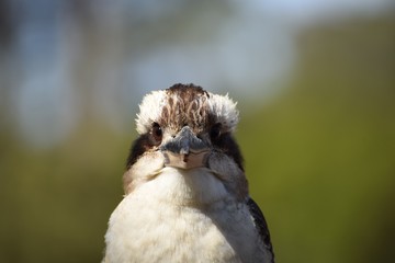 Australian Wildlife wild bird Laughing Kookaburra front view