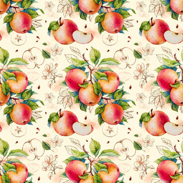 Apples. Watercolor botanical illustration. Pattern