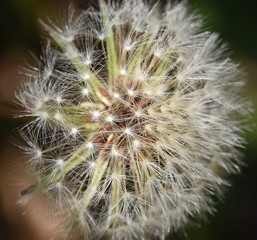 Closeup of flower background Dandelion