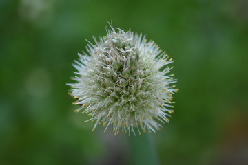 Closeup of flower background Spring Onion Scallion