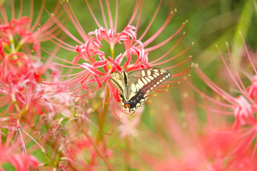 彼岸花　アゲハ蝶