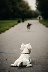 Lonely dog sitting in a public park waiting for his owners to come back.