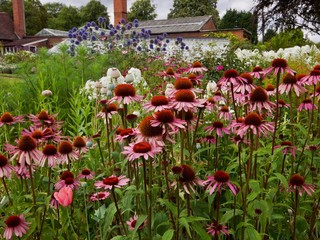 flowers in the garden