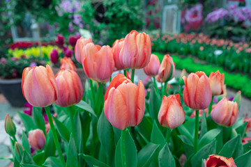 Blurred for Background.Colorful orange tulips flowers with beautiful bouquet background in the garden.