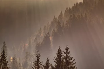 Tableaux ronds sur aluminium brossé Forêt dans le brouillard sun-rays through misty pine forest
