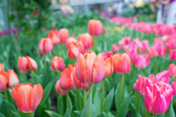 Blurred for Background.Colorful orange tulips flowers with beautiful bouquet background in the garden.