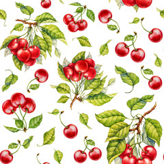 Cherry. Watercolor botanical illustration.