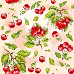 Cherry. Watercolor botanical illustration.