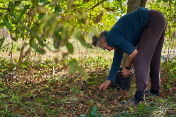 Naklejka premium Senior woman picking walnuts