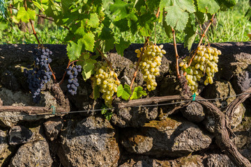 grape vine and stone wall