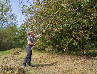 Farmer harvesting walnuts