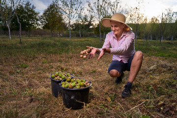 Farmer harvesting walnuts in the orchard
