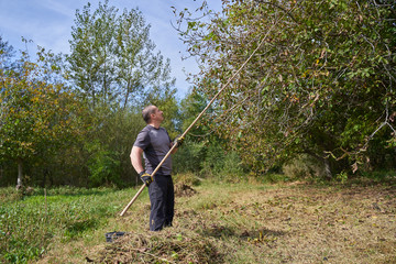 Farmer harvesting walnuts