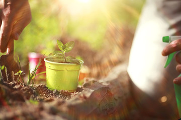 Small sprout for landing in the ground in hands
