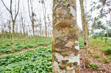 Rubber tree bark in plantation near Kampung Anyar, East Java, Indonesia, Southest Asia