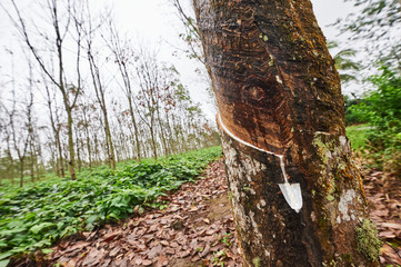 Latex collected from a tapped rubber tree in plantation near Kampung Anyar, East Java, Indonesia, Southest Asia