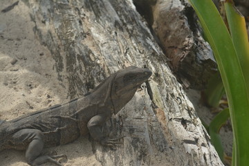 Leguan Echse