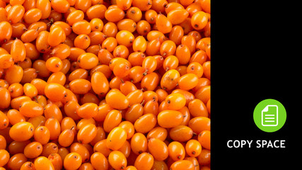 Buckthorn. Buckthorn background. Copy space. Black background. Buckthorn black.