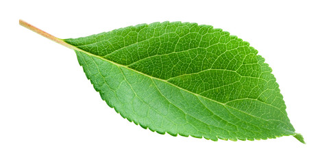 Fototapeta premium Green leaf isolated. Plum leaf on white background. With clipping path.