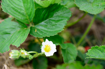 blooming strawberry flower in the garden