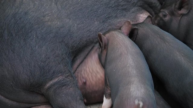 Little funny black piglets feed on sow's milk on the farm. Close up.