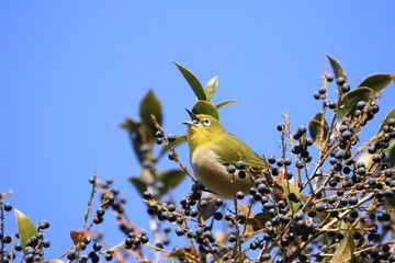 実を食べるメジロ