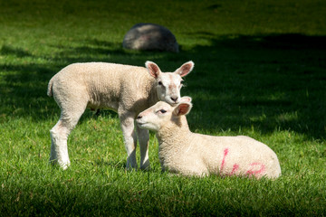 Two cute lambs in spring. One laid down and one stood resting its chin on the other