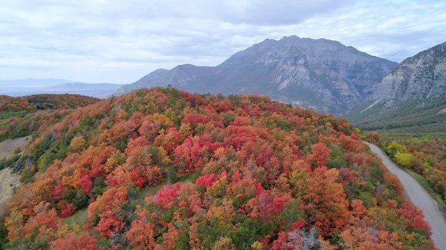 Lowering aerial view of colorful fall foliage looking towards Timpanogos as it disappears behind hill.