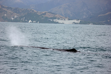 Whale blowing out air