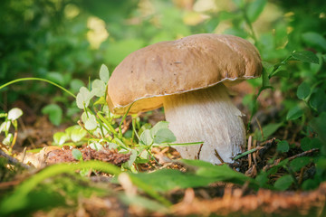 boletus