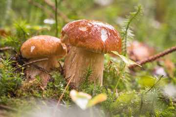 boletus