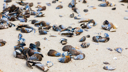 Empty Mussel shells washed up on a beach on the Western seaboard of Cape Town