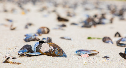 Empty Mussel shells washed up on a beach on the Western seaboard of Cape Town