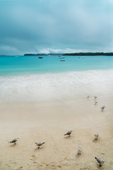 Numerous Seagulls on a pristine beach at Kuto Bay with boats on the water and pine forests at horizon in the background at the secluded Isle of Pines in New Caledonia Archipelago, South Pacific Ocean.