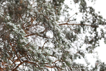 Winter landscape of country fields and roads