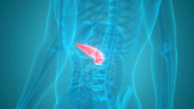 Human Internal Digestive Organ Pancreas Anatomy