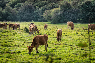 Fototapeta na wymiar Young cattle eating grass on a field in Denmark