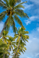 Fototapeta na wymiar Coconut Palm Trees against the blue sky on a beautiful sunny morning at Kuto Bay beach at Isle of Pines in New Caledonia, South Pacific Ocean.