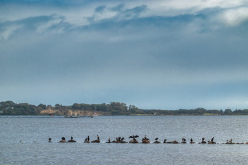 Cormorans resting on fishing nets at Gendarmstien at Flensborg fjord, Denmark