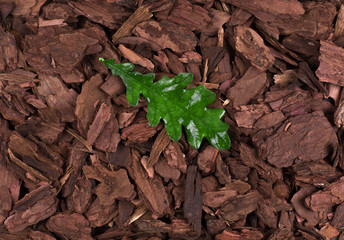 autumn leaves on a wooden bark