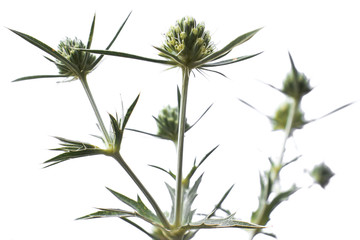 Eryngium campestre on white background