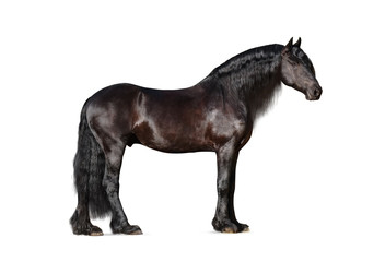 Fototapeta na wymiar Beautiful frisian stallion isolated