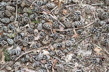 Texture of many pine cones