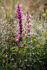Fototapeta premium Lythrum salicaria