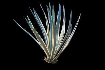 Agave plant isolated on black backgroumd. clipping path. Agave plant tropical drought tolerance has sharp thorns.